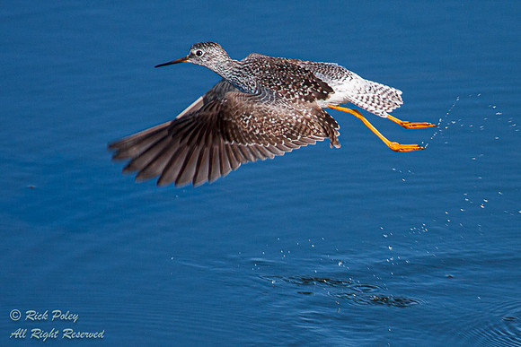 Lessor Yellowlegs (Tringa flavipes) in Flight,  Circle B Bar Res