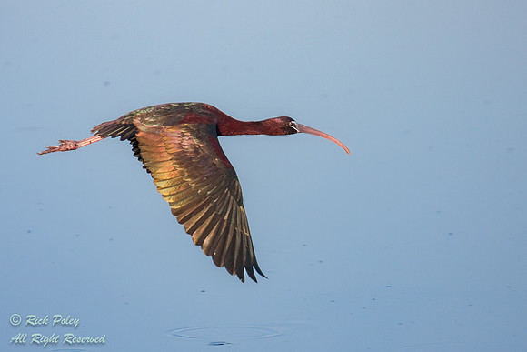 Glossy Ibis (Plegadis falcinellus) in Flight, Circle B Bar Reser