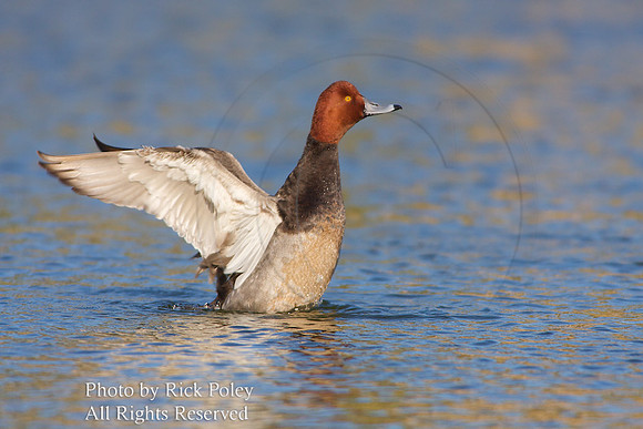 Male Redhead (Aythya americana) Duck Drying Wings