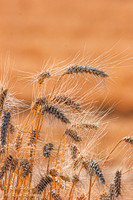 Wheat, Palouse Region, WA