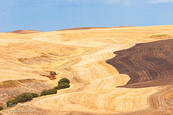 Harvested Wheat Field, Palouse Region, WA