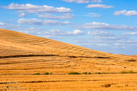 Harvested Wheat Field, Palouse Region, WA