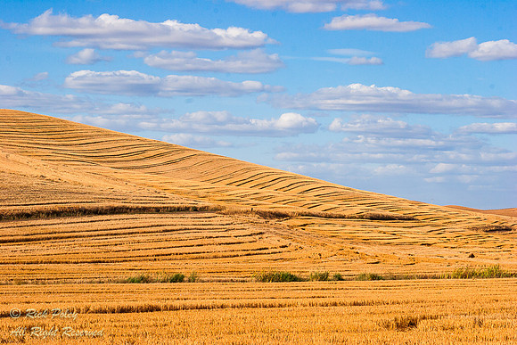 Harvested Wheat Field, Palouse Region, WA