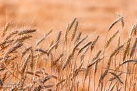 Wheat, Palouse Region, WA