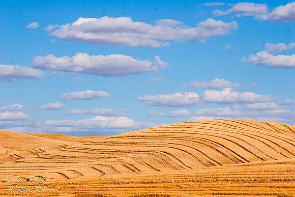 Harvested Wheat Field, Palouse Region, WA