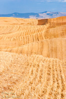 Harvested Wheat Field, Palouse Region, WA