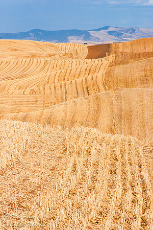 Harvested Wheat Field, Palouse Region, WA
