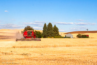 Harvesting a Wheat Field, Palouse Region, WA