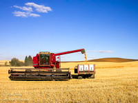 Harvested Wheat Production, Palouse Region, WA