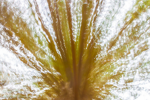 Tree motion abstract; Washington, WA