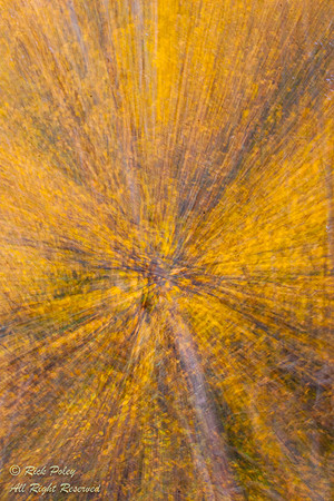 Motion Abstract, Birch Bay State Park, WA