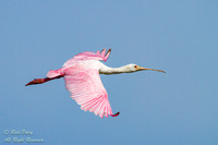 Roseate Spoonbill (Ajaia ajaja) in Flight, FL