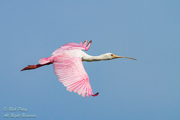 Roseate Spoonbill (Ajaia ajaja) in Flight, FL
