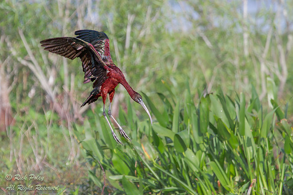 White-faced Ibis (Plegadis chihi) Landing in a Freshwater Wetlan