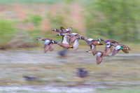 Blue-winged Teal (Anas discors) Flock in Flight, Circle B Bar Re