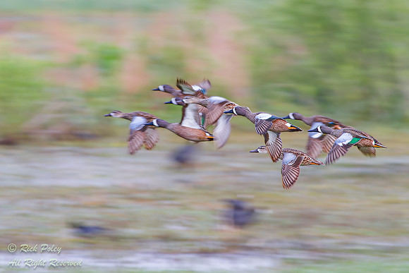Blue-winged Teal (Anas discors) Flock in Flight, Circle B Bar Re