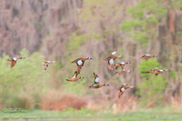 Blue-winged Teal (Anas discors) Flock in Flight, Circle B Bar Re