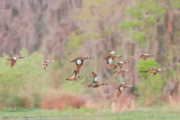 Blue-winged Teal (Anas discors) Flock in Flight, Circle B Bar Re