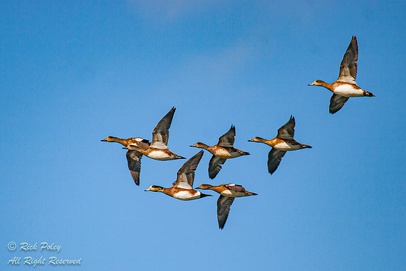 Flock of American Wigeons (Anas americana) in Flight, Birch Bay,