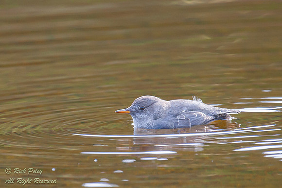 American Dipper (Cinclus mexicanus), Foraging in a Mountain Stre