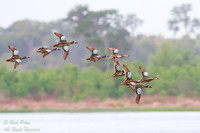 Blue-winged Teal (Anas discors) Flock in Flight, Circle B Bar Re
