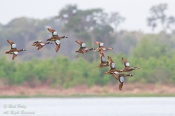 Blue-winged Teal (Anas discors) Flock in Flight, Circle B Bar Re