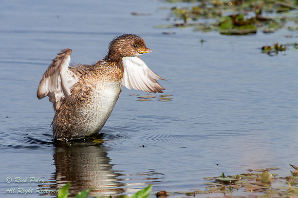 Pied-billed Grebe (Podilymbus podiceps) Drying Wings After Bathi