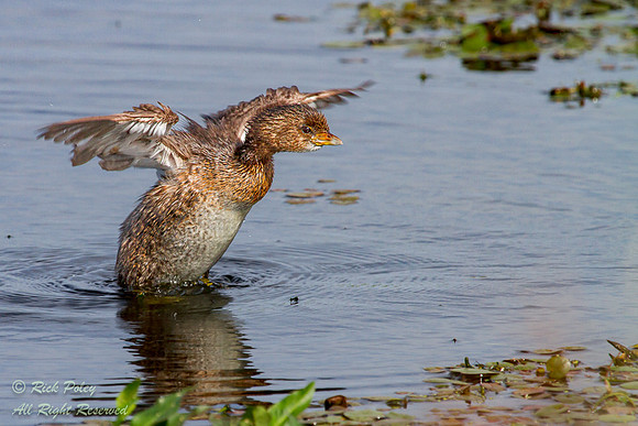 Pied-billed Grebe (Podilymbus podiceps) Drying Wings After Bathi