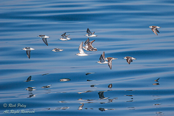 Flock of Red-necked Phalaropes (Phalaropus lobatus) in Flight, W
