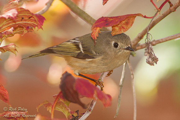 Ruby-crowned Kinglet (Regulus calendula) in Autumn, WA