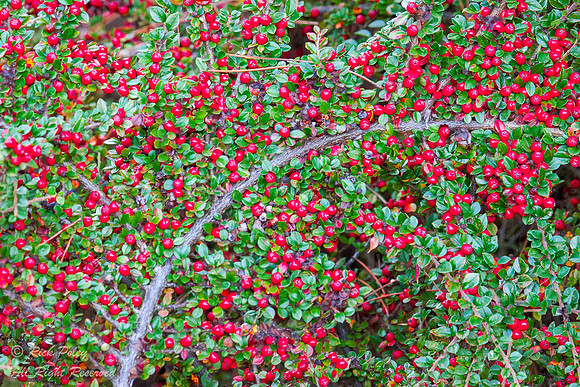 Red Berries, Bellingham, WA