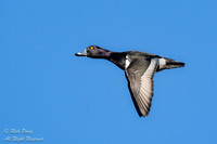 Male Ring-necked Duck (Aythya collaris) Flying Against Blue Sky,