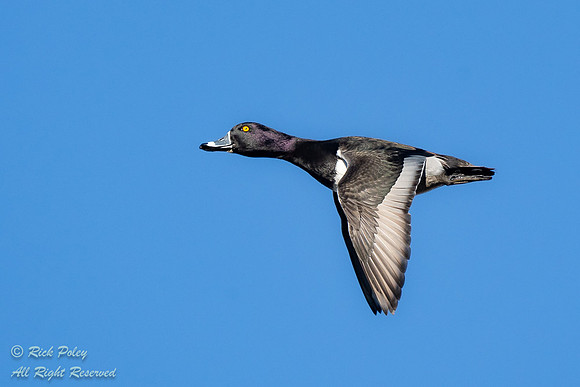 Male Ring-necked Duck (Aythya collaris) Flying Against Blue Sky,