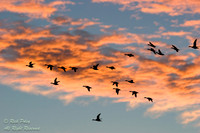 American Wigeons (Anas americana) Flying at Sunset, WA (Composite)