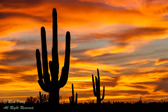 Saguaro Cactus (Carnegiea gigantea) at Sunset, Saguaro National