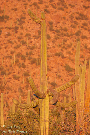 Saguaro Cactus (Carnegiea gigantea), Saguaro National Park, AZ