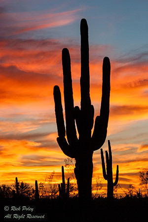 Saguaro Cactus (Carnegiea gigantea) at Sunset, Saguaro National