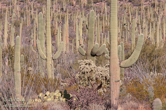 Saguaro Cactus (Carnegiea gigantea), Forest, Saguaro National Pa