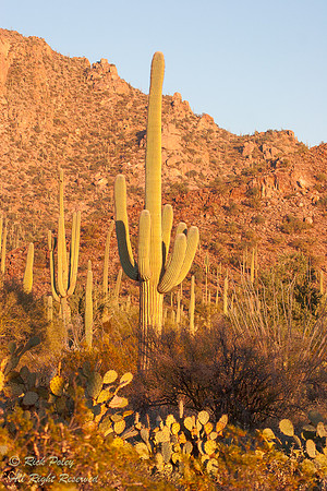 Saguaro Cactus (Carnegiea gigantea), Saguaro National Park, AZ