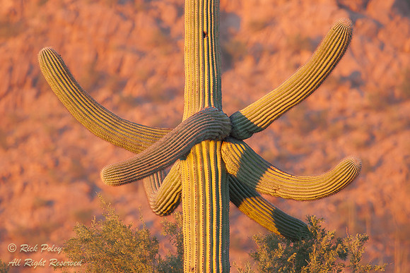 Saguaro Cactus (Carnegiea gigantea), Saguaro National Park, AZ