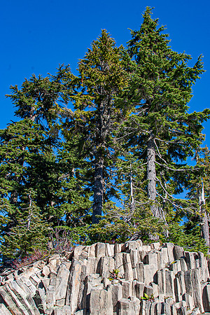 Basalt Rock Columns & Evergreen Trees, North Cascades NP, WA