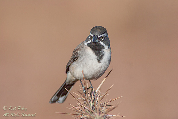 Black-throated Sparrow (Amphispiza bilineata), Picacho Peak SP,