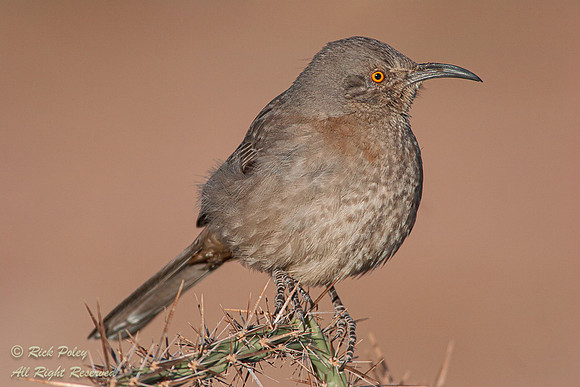 Curve-billed Thrasher (Toxostoma curvirostre), Picacho Peak SP,