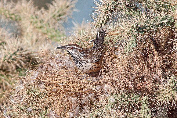 Nesting Cactus Wren (Campylorhynchus brunneicapillus), Picacho P