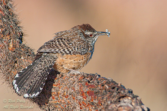 Nesting Cactus Wren (Campylorhynchus brunneicapillus), Picacho P