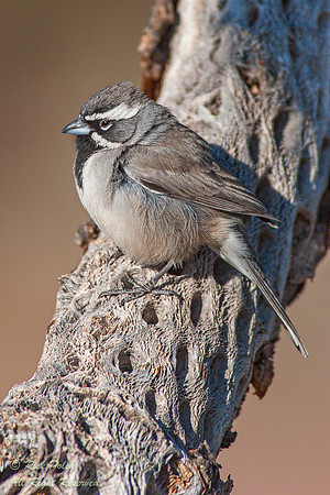 Black-throated Sparrow (Amphispiza bilineata), Picacho Peak SP,