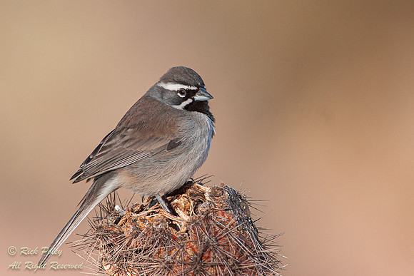 Black-throated Sparrow (Amphispiza bilineata), Sonoran Desert,