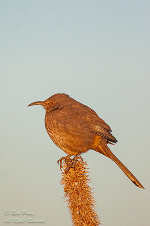 Curve-billed Thrasher (Toxostoma curvirostre), Picacho Peak SP,