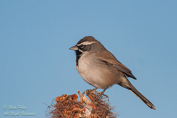 Black-throated Sparrow (Amphispiza bilineata), Sonoran Desert,