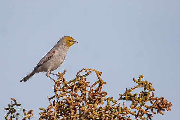 Verdin (Auriparus flaviceps), Salton Sea, CA